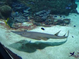 Haus des Meeres 4.02.2026